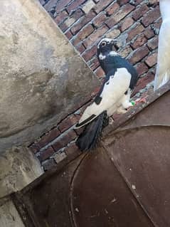 sherazi pigeon brider male