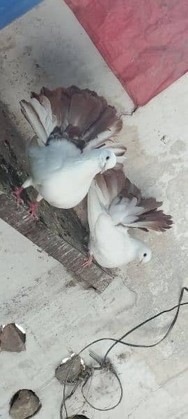 Laky kaboter Pair For sale 5