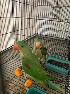 healthy Raw parrots pair for sale wildlife register with certificate