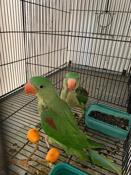 healthy Raw parrots pair for sale wildlife register with certificate 0