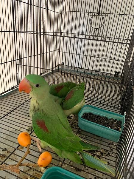 healthy Raw parrots pair for sale wildlife register with certificate 1