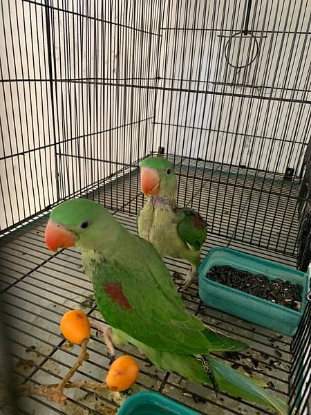 healthy Raw parrots pair for sale wildlife register with certificate 2
