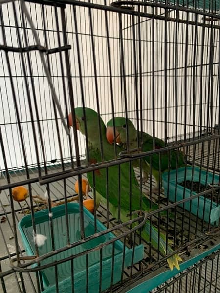 healthy Raw parrots pair for sale wildlife register with certificate 4