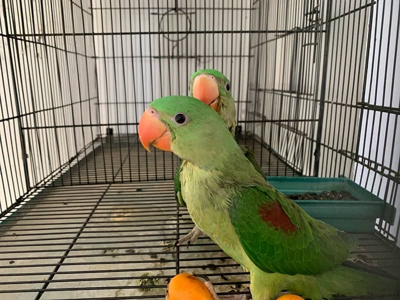 healthy Raw parrots pair for sale wildlife register with certificate 5