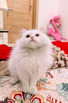 Persian cat odd eyes for sale 03126945780