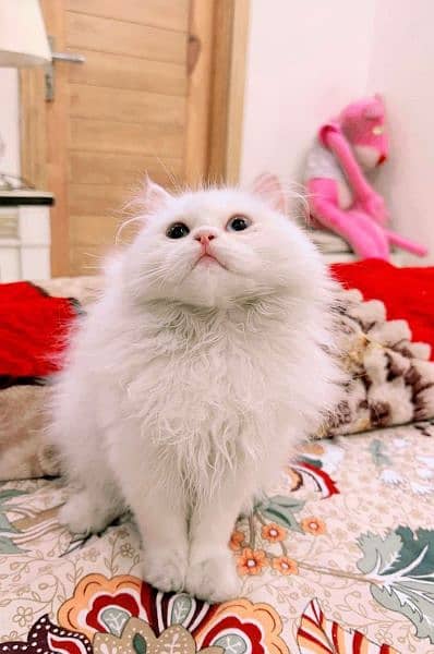 Persian cat odd eyes for sale 03126945780 0