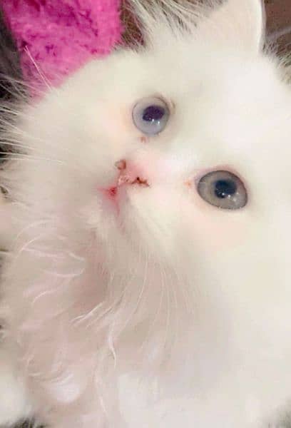 Persian cat odd eyes for sale 03126945780 1