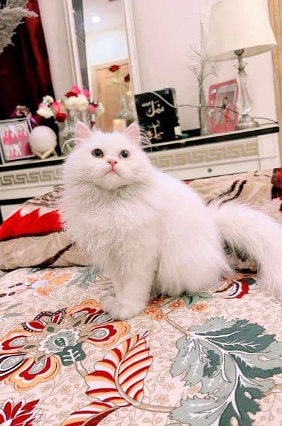 Persian cat odd eyes for sale 03126945780 2