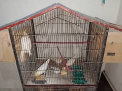 cocktail birds 2 pair breeder pair h dono 2 portion cage bhi available
