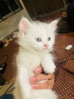 Persian kitten double coat male 0