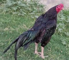 Aseel Cock 0