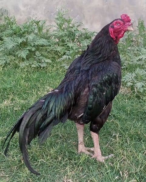 Aseel Cock 2