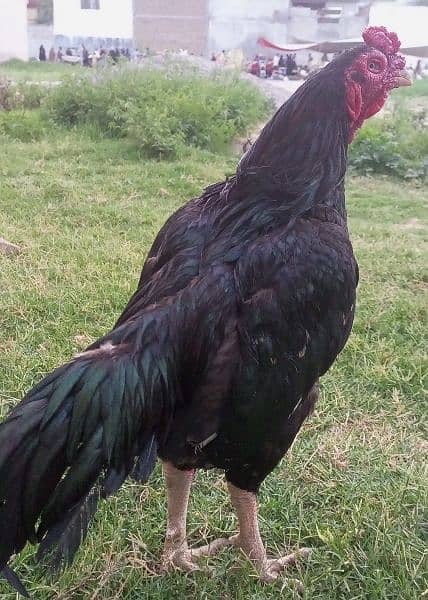 Aseel Cock 4