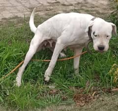 Dogo Argentino female. pure breed for breeding good female for sale