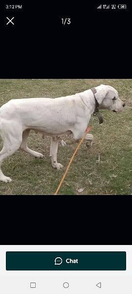 Dogo Argentino female. pure breed for breeding good female for sale 3