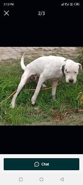 Dogo Argentino female. pure breed for breeding good female for sale 4