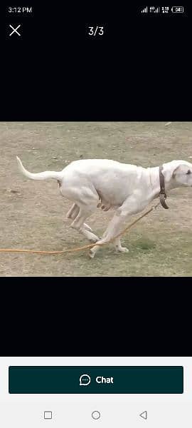 Dogo Argentino female. pure breed for breeding good female for sale 5