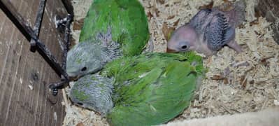 love birds | Breeder pair | Albino red eye | parblue split ino |parrot