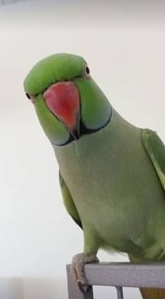 green ringneck male fully talking face to face