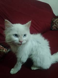 Triple Coat Kitten With Blue eyes _for sale Whatsapp +923198109155 0