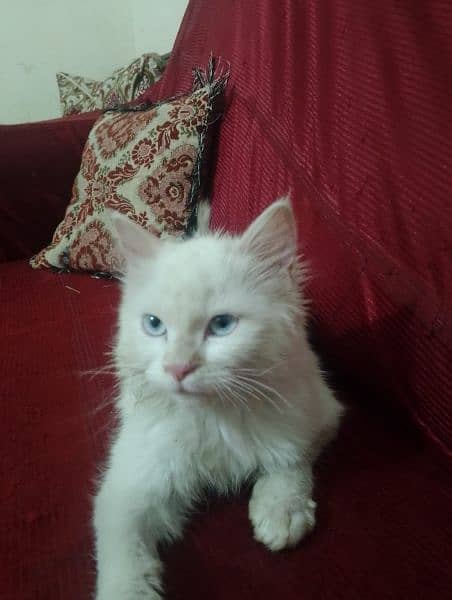 Triple Coat Kitten With Blue eyes _for sale Whatsapp +923198109155 2