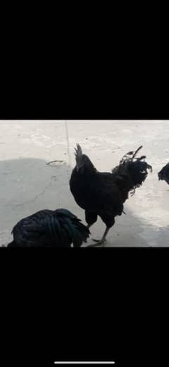 5 month age ayam cemani pair available