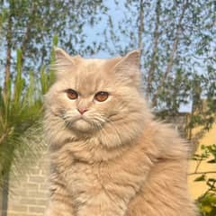 Fawn Color Persian Cat