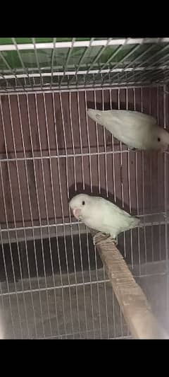 Pied doves and lovebirds