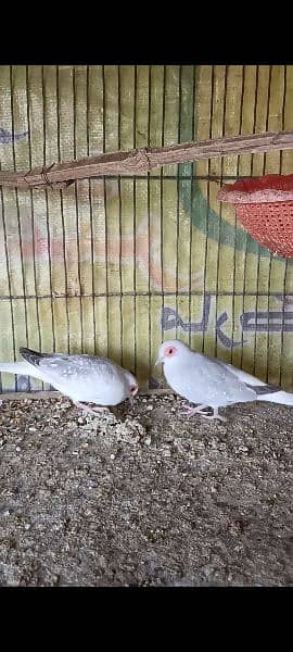 Pied doves and lovebirds 3