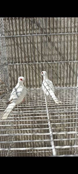 Pied doves and lovebirds 5