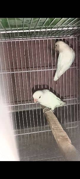 Pied doves and lovebirds 6