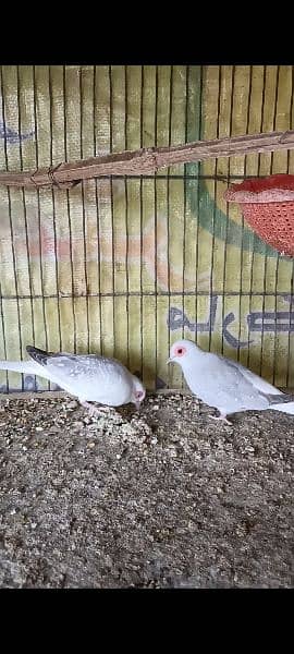 Pied doves and lovebirds 7