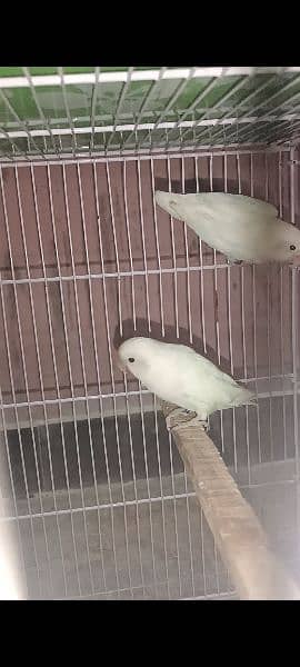 Pied doves and lovebirds 8