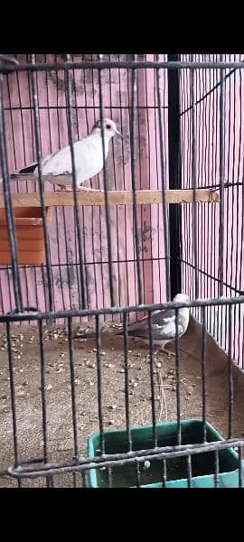 Pied doves and lovebirds 9