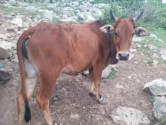 cow for sale best rate contact 03429342770