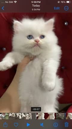 Persian kitten triple coated punch face 0