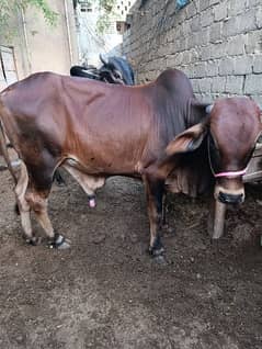 Ablag Bull / Cow | Bull / bachra / for sale