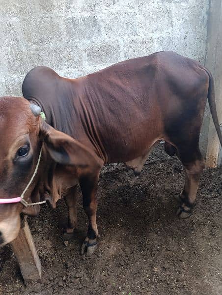 Ablag Bull / Cow | Bull / bachra / for sale 1
