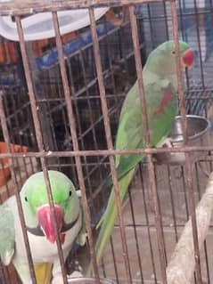 all parrot selling