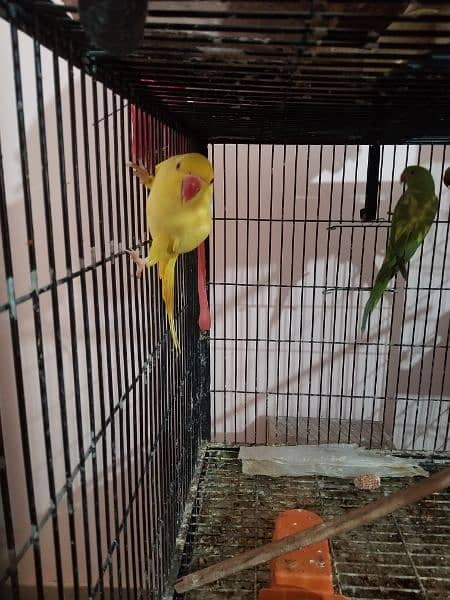 all parrot selling 1