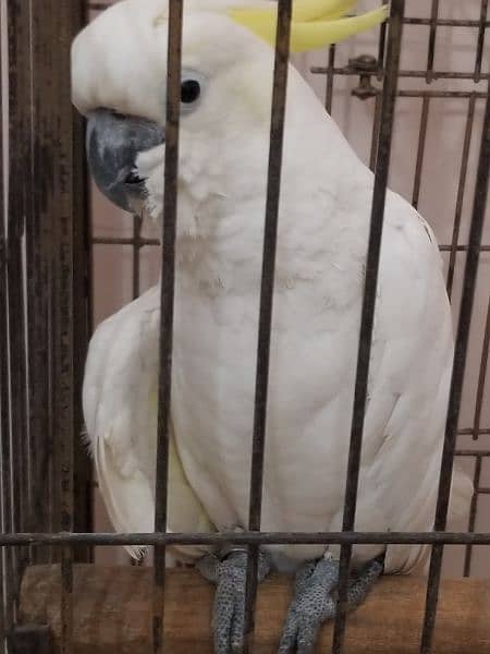 all parrot selling 3
