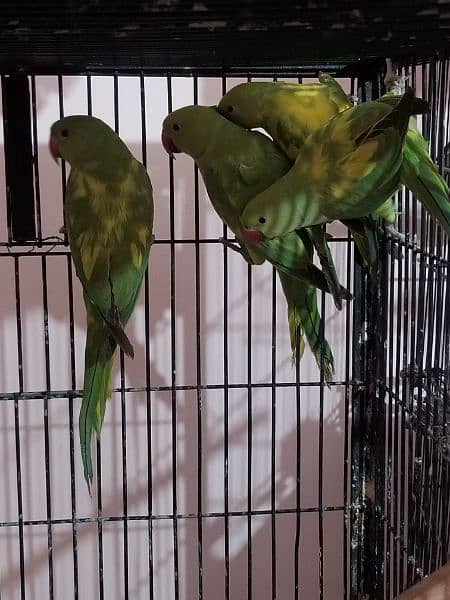 all parrot selling 4