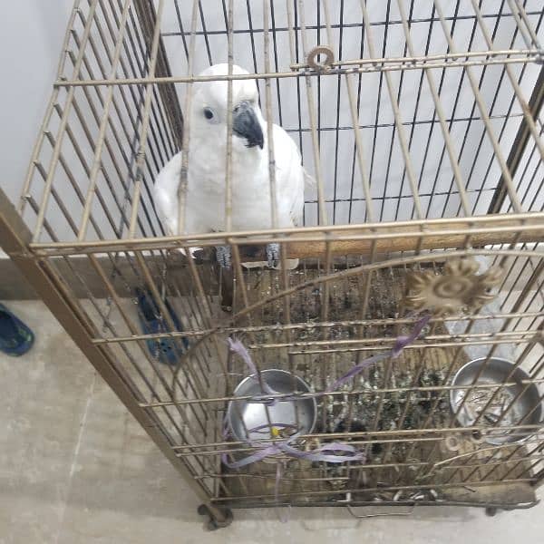 all parrot selling 5