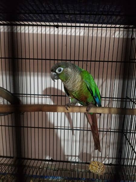 all parrot selling 6