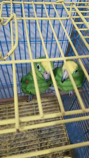 all parrot selling 12