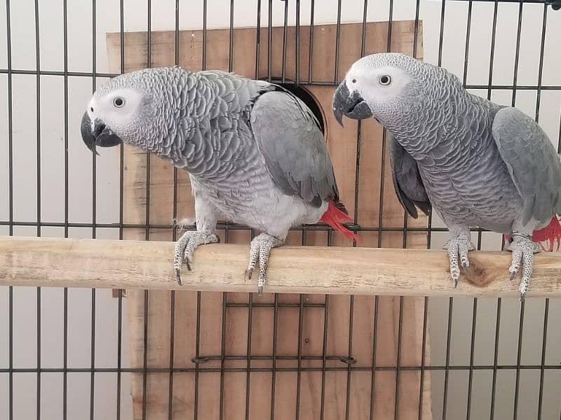 all parrot selling 13