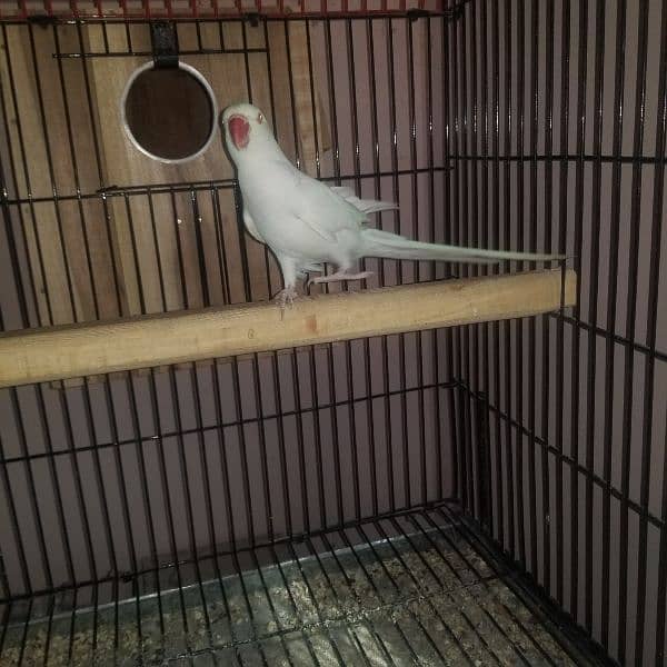 all parrot selling 15