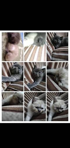 pair home breed Persian cat 0