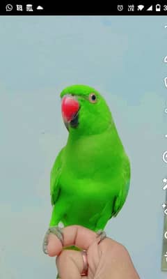 Green parrot for sale 03054636833