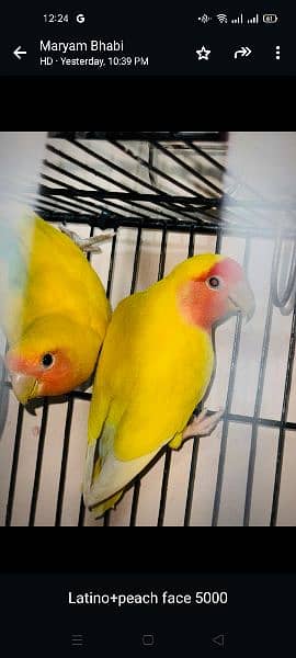 all parrots are for sale full set up available 2